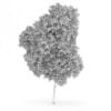 Wild Service Tree