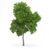 Wild Service Tree