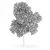Wild Service Tree