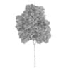 Wild Service Tree
