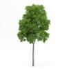 Wild Service Tree
