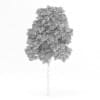 Wild Service Tree