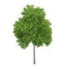 Wild Service Tree