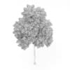 Wild Service Tree
