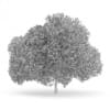English Oak