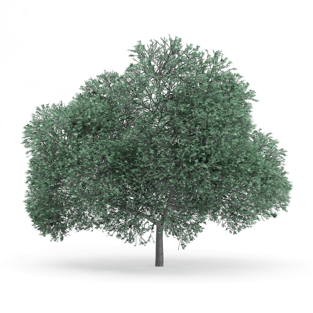 English Oak (Quercus robur) 11.7m
