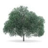 English Oak