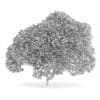 English Oak