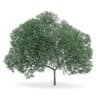 English Oak