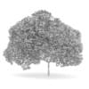 English Oak