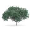 English Oak