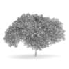 English Oak