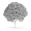 Sycamore Maple