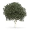 Sycamore Maple