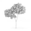 Palmate Maple