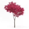 Palmate Maple