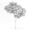 Palmate Maple
