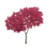 Palmate Maple