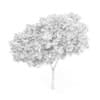 Palmate Maple