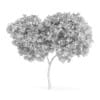 Palmate Maple