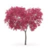Palmate Maple