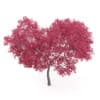 Palmate Maple