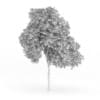 Palmate Maple