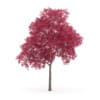 Palmate Maple