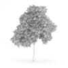 Palmate Maple