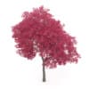 Palmate Maple