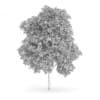Palmate Maple