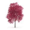 Palmate Maple
