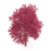 Palmate Maple