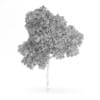 Palmate Maple