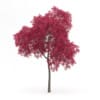 Palmate Maple