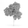 Palmate Maple