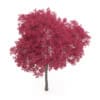 Palmate Maple