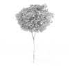 Common Beech