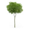 Common Beech