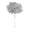 Common Beech