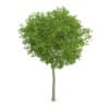 Common Beech