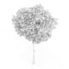 Common Beech