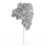 Common Beech