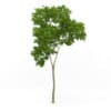 Common Beech