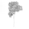 Common Beech