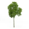 Common Beech