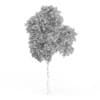 Common Beech