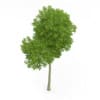 Common Beech