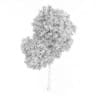 Common Beech