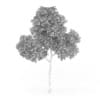 Common Beech